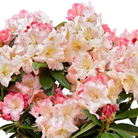 Rhododendron 'Percy Wiseman' incl. sierpot Roze-Geel-Wit - Winterhard - Bloeiende struiken