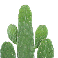 Vijgcactus Opuntia 'Rubescens' incl. jute sierpot - Cactus