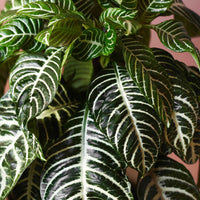 Zebraplant Aphelandra 'Botanica' Groen-Wit - Kamerplanten