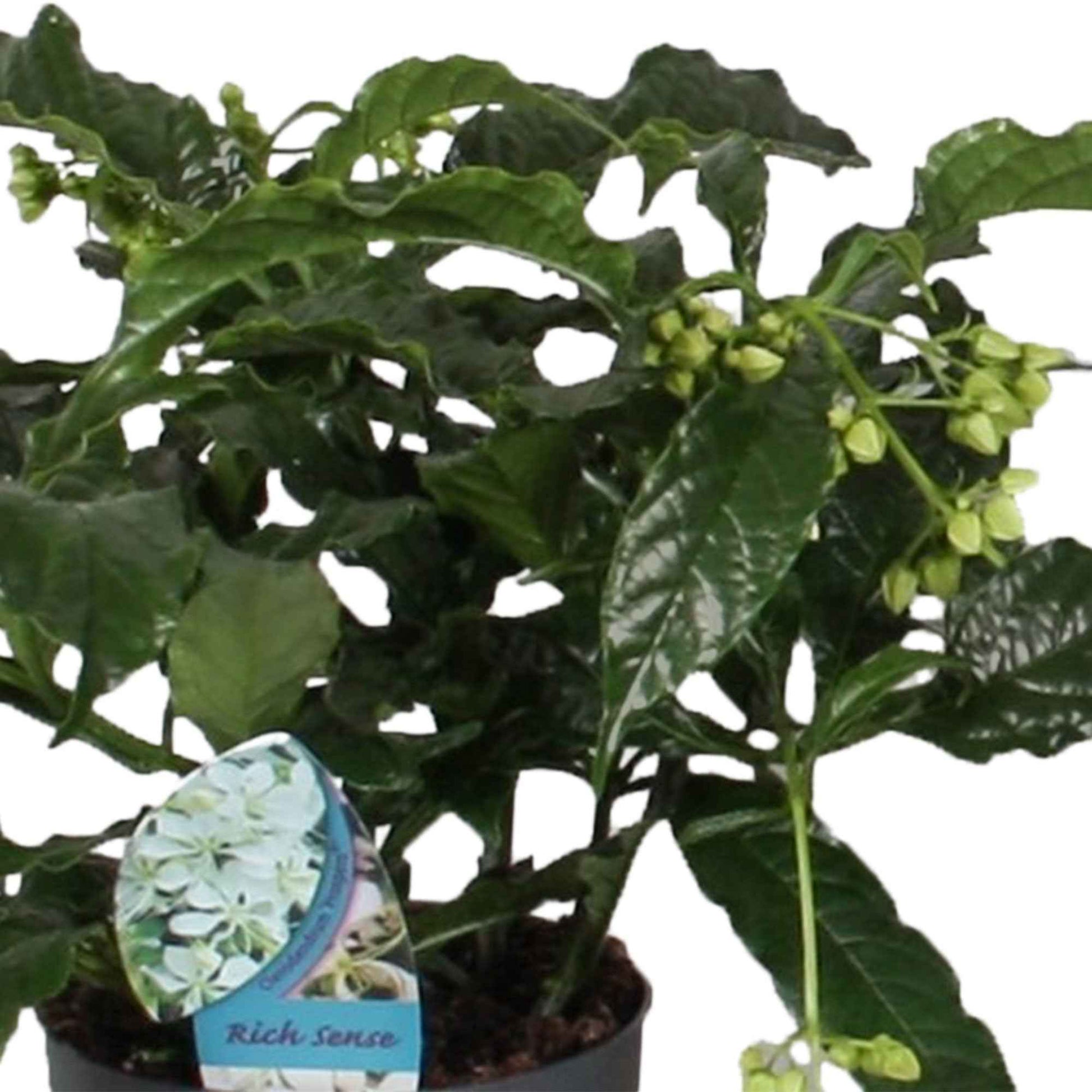 Kansenboom Clerodendrum 'Prospero' Wit - Huiskamerplanten