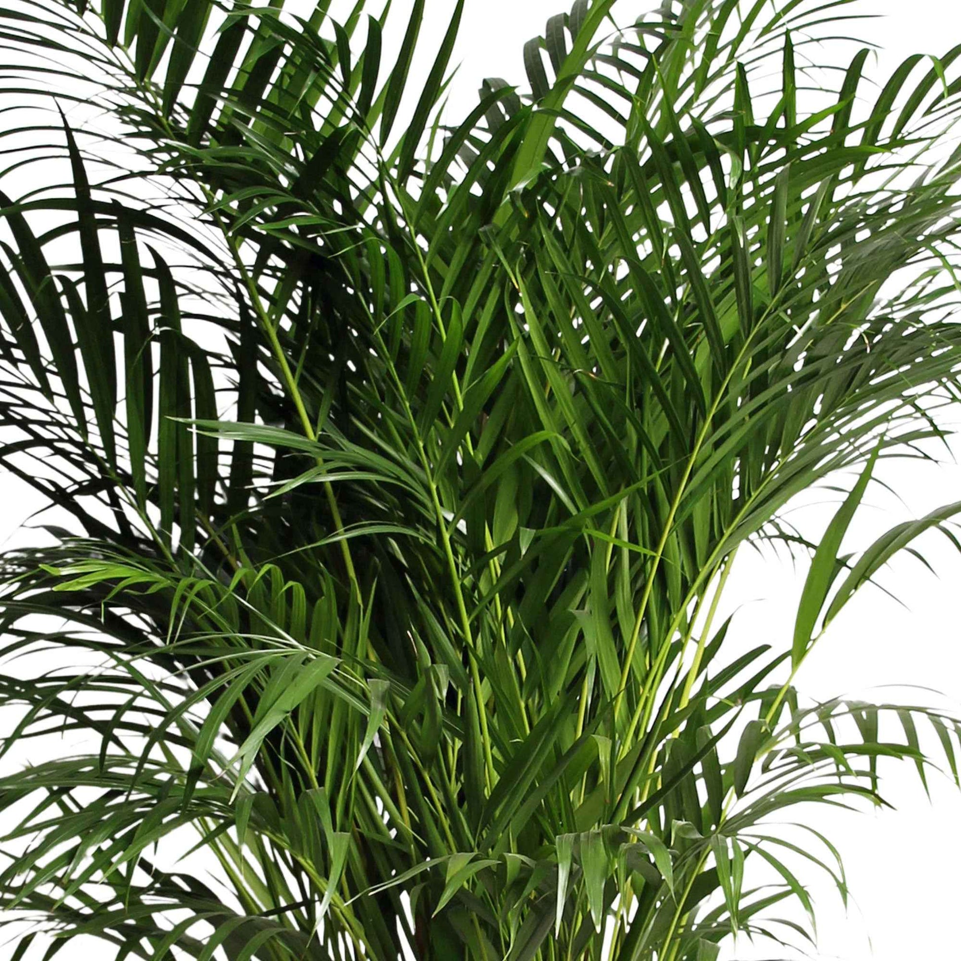 Areca palm Dypsis lutescens XL incl. palmblad mand - Arecapalm
