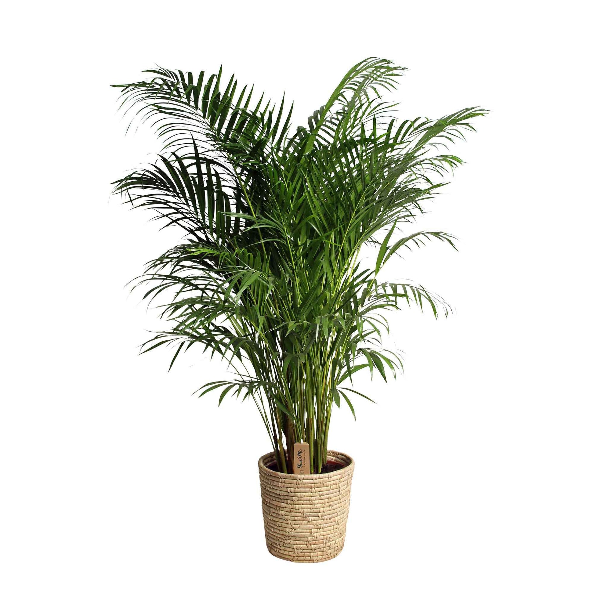Areca palm Dypsis lutescens XL incl. palmblad mand - Alle palmen