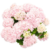 Boerenhortensia Hydrangea 'Soft Pink Salsa' Roze - Winterhard - Bloeiende struiken