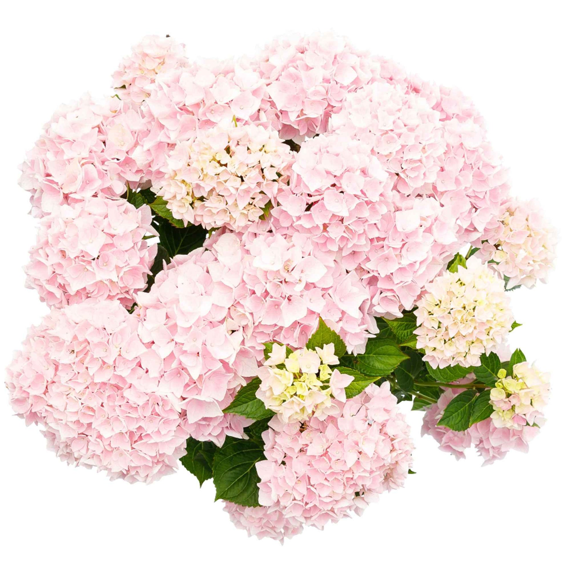 Boerenhortensia Hydrangea 'Soft Pink Salsa' Roze - Winterhard - Bloeiende heesters