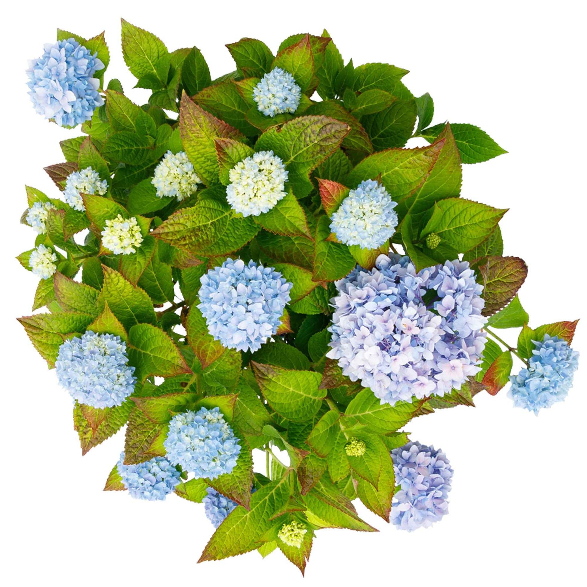 Boerenhortensia Hydrangea 'The Original Blue' Blauw - Winterhard - Bloeiende tuinplanten