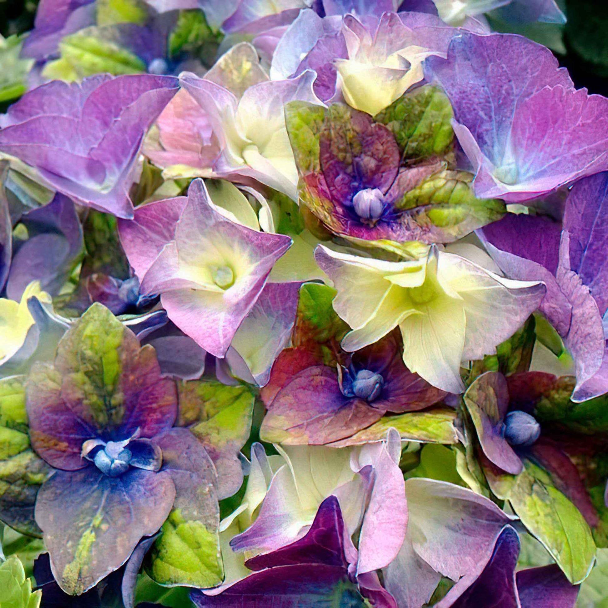 Boerenhortensia Hydrangea 'Royalty Lady Mata Hari' Blauw - Winterhard - Bloeiende heesters