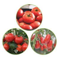 Tomaten pakket Solanum 'Volle Vruchten' 30 m² - Groentezaden - Groentezaden