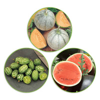 Meloenen pakket 'Machtige Meloenen' 21 m² - Fruitzaden - Fruit kweekset