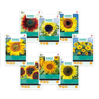 Zonnebloemen pakket Helianthus 'Gouden Gloed' 31 m² - Bloemzaden - Bloemzaden