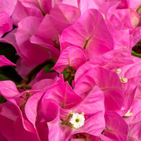 Bougainvillea hybride 'Vera Deep Purple' roze - Bloeiende tuinplanten