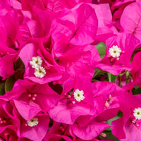Bougainvillea hybride 'Vera Deep Purple' paars incl. hangpot - Bloeiende tuinplanten