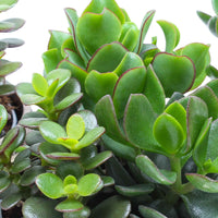 3x Succulent - Mix 'Nairobi' incl. sierpotten keramiek - Binnenplanten in sierpot