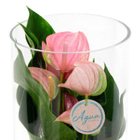Flamingoplant Anthurium 'Joli Pink' Roze incl. glazen sierpot - Binnenplanten in sierpot