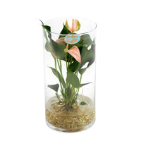 Flamingoplant Anthurium 'Joli Peach' Zalm incl. glazen sierpot - Hydroponie - Bloeiende kamerplanten