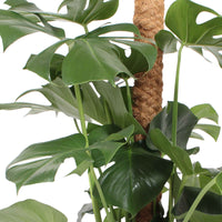 Gatenplant Monstera pertusum XL incl. mosstok - Huiskamerplanten
