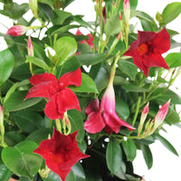 Chileense jasmijn Mandevilla 'Vogue Audry' rood incl. sierpot antraciet - Bloeiende tuinplanten