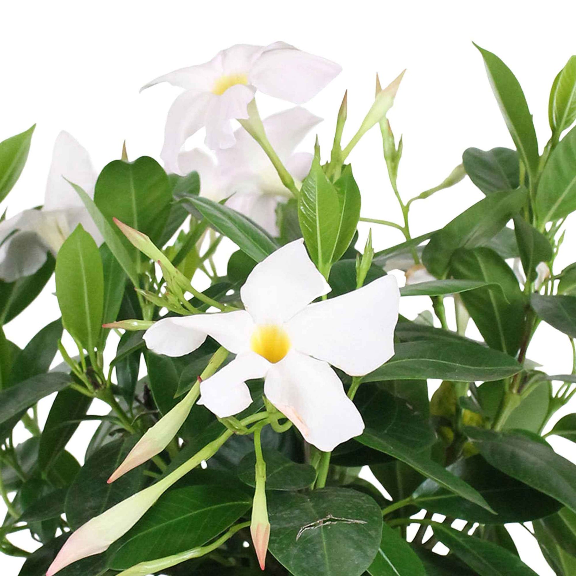 Chileense jasmijn Mandevilla 'Rio' wit incl. sierpot grijs - Bloeiende tuinplanten
