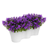 3x Klokjesbloem Campanula 'Ambella Intense Purple' paars incl. balkonbak wit - Alle tuinplanten in pot