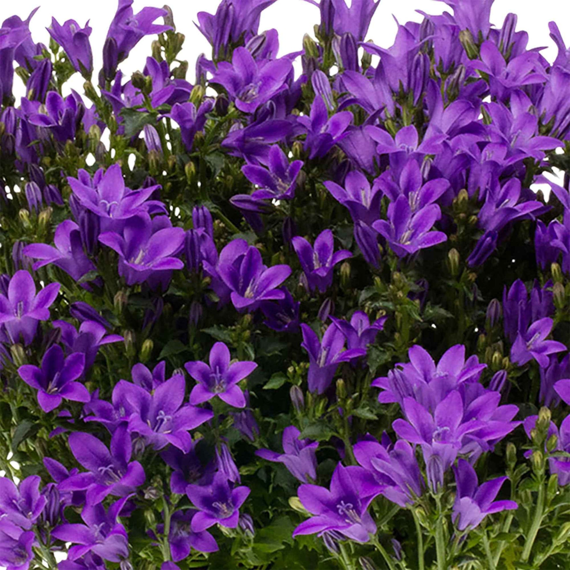 3x Klokjesbloem Campanula 'Ambella Intense Purple' paars incl. balkonbak wit - Bodembedekkers