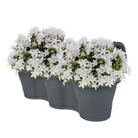 3x Klokjesbloem Campanula 'White' wit incl. balkonbak antraciet - Alle tuinplanten in pot