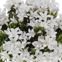 3x Klokjesbloem Campanula 'White' wit incl. balkonbak antraciet - Bloeiende tuinplanten