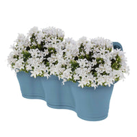 3x Klokjesbloem Campanula 'White' wit incl. balkonbak blauw - Alle tuinplanten in pot