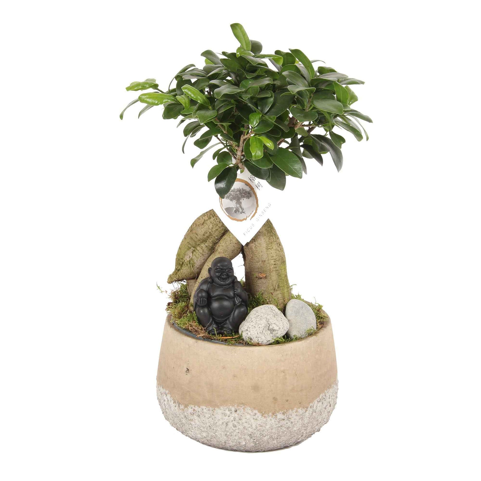 Bonsai Ficus 'Gingseng' incl. betonnen sierpot - Huiskamerplanten