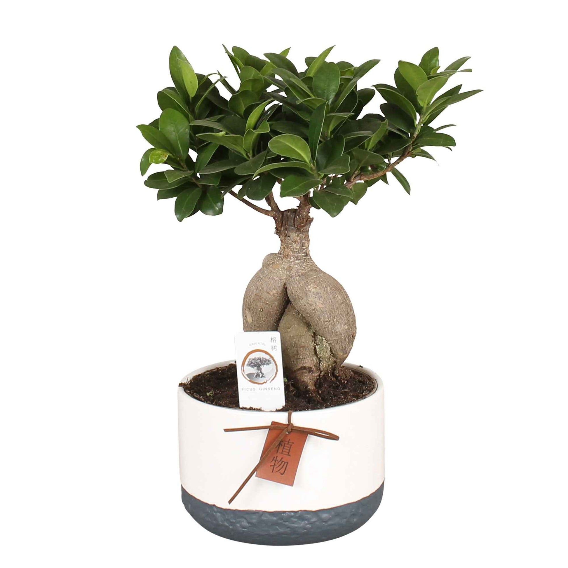 Bonsai Ficus 'Gingseng' incl. keramieken sierpot - Huiskamerplanten