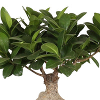 Bonsai Ficus 'Gingseng' incl. keramieken sierpot - Binnenplanten in sierpot