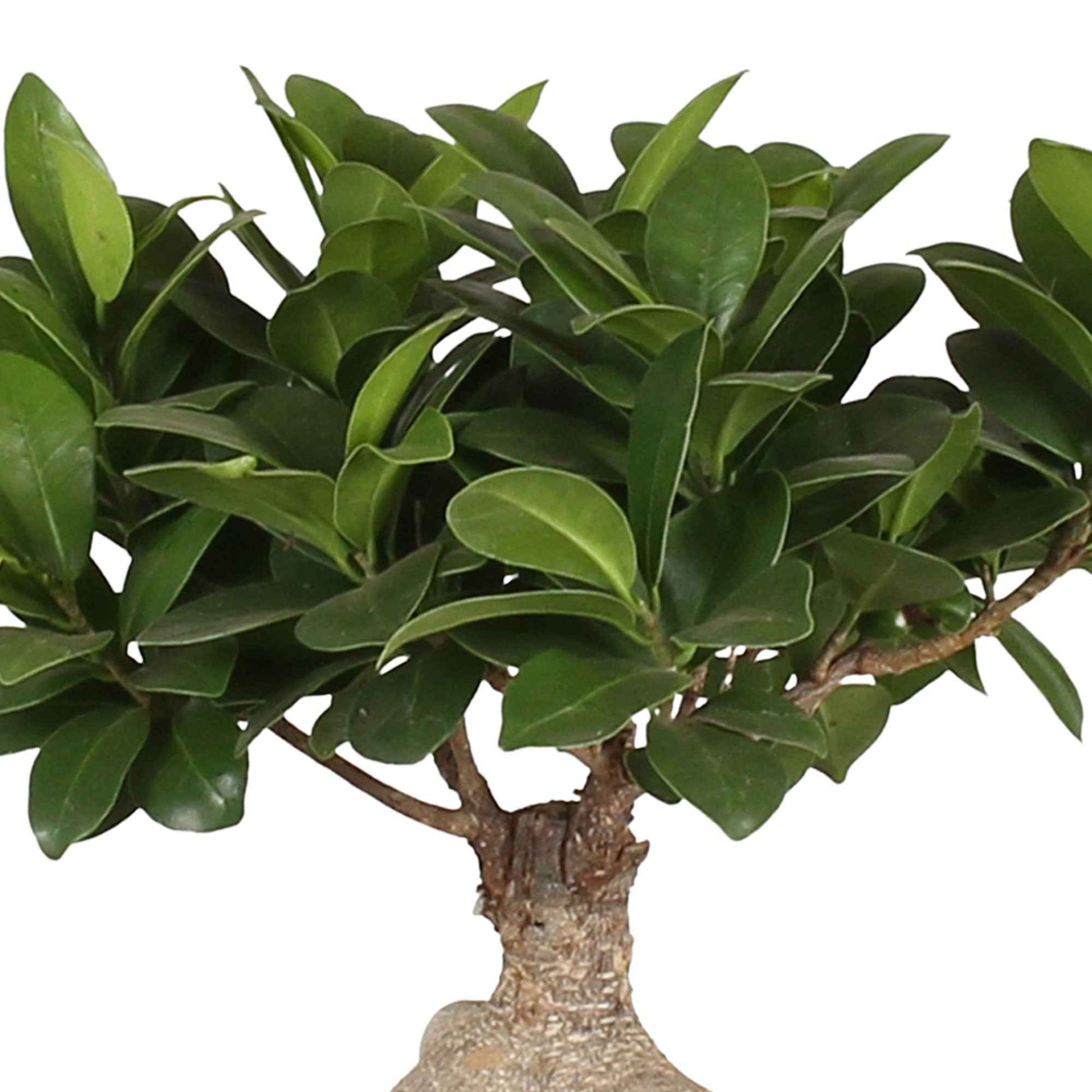 Bonsai Ficus 'Gingseng' incl. keramieken sierpot - Groene kamerplanten