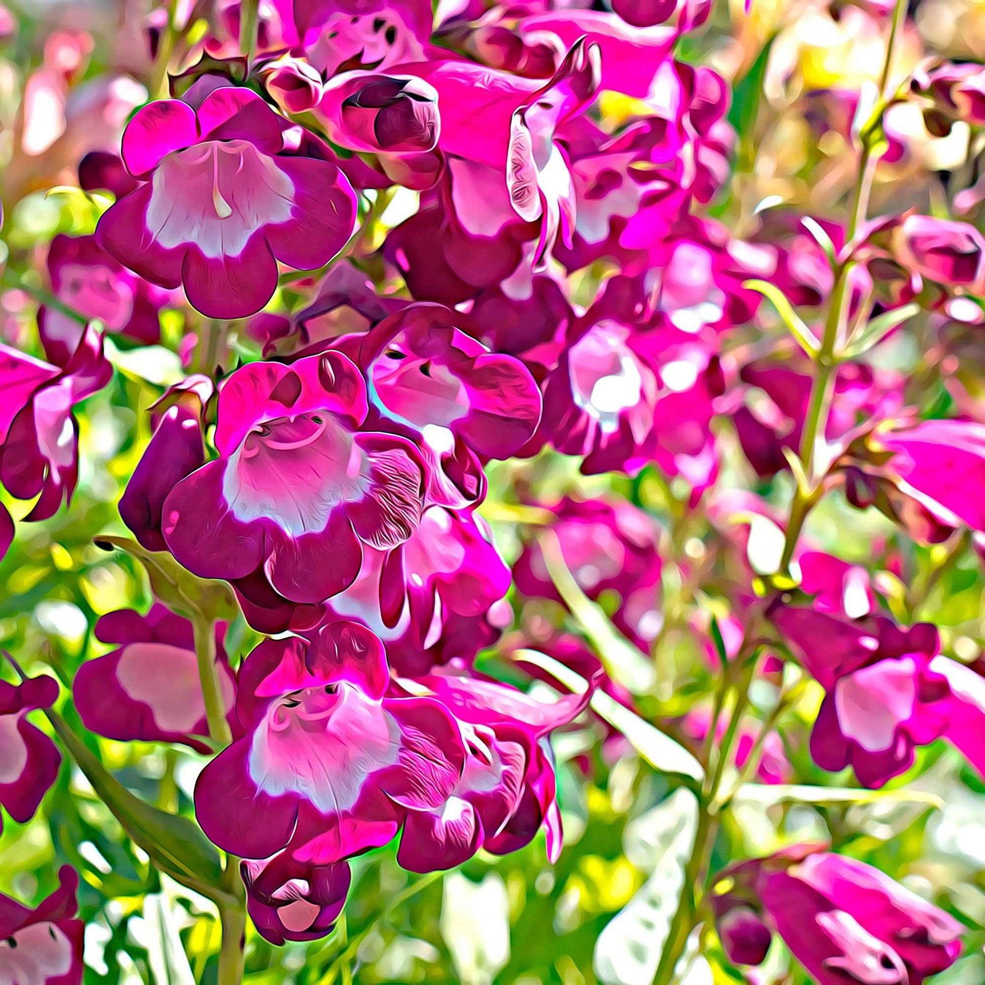 6x Schildpadbloem Penstemon hartwegii roze  - Winterhard - Plant eigenschap