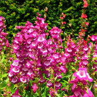6x Schildpadbloem Penstemon hartwegii roze  - Winterhard - Alle vaste tuinplanten