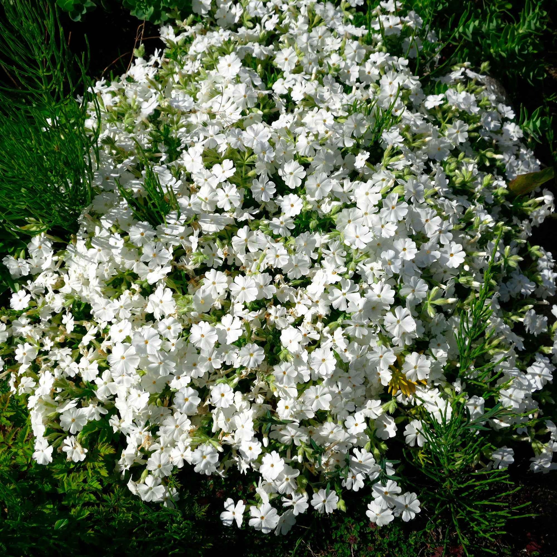 6-pack - bodembedekkers - kruipphlox subulata wit  - Winterhard - Groenblijvende tuinplanten