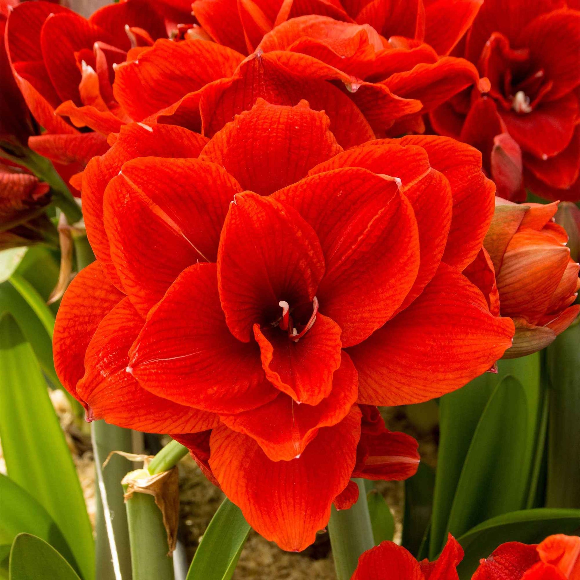 Amaryllis Hippeastrum 'Cherry Nymph' dubbelbloemig rood - Alle populaire bloembollen