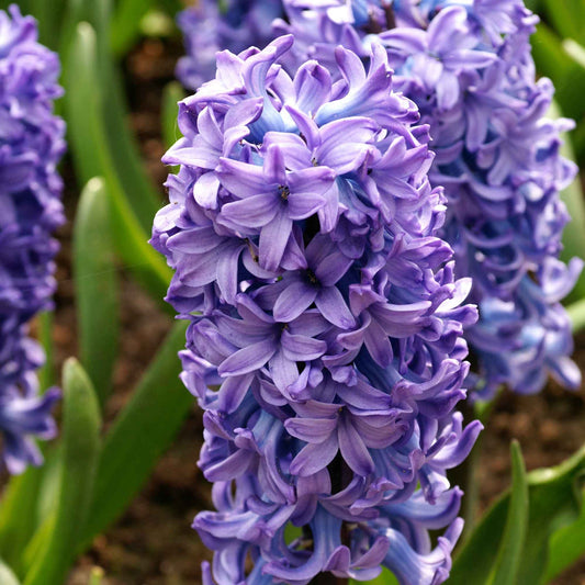 15 Hyacint 'Delft Blue' Blauw - Alle bloembollen