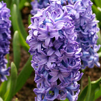 15 Hyacint 'Delft Blue' Blauw - Bijvriendelijke bloembollen