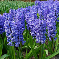 15 Hyacint 'Delft Blue' Blauw - Alle populaire bloembollen