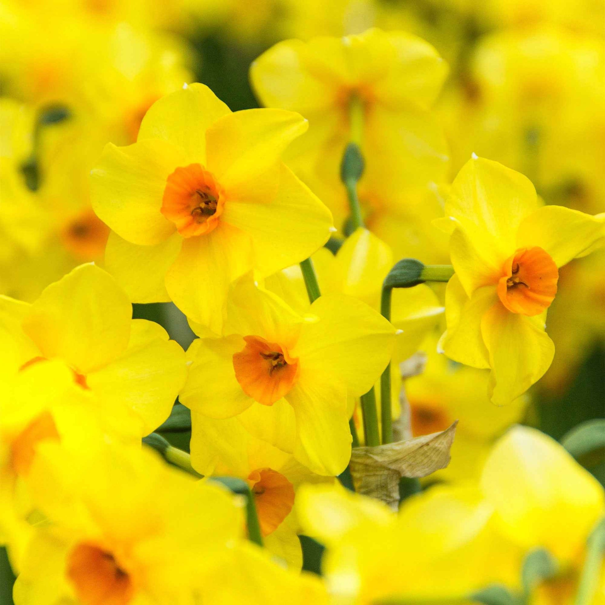 40x Narcis Narcissus 'Martinette' kleinbloemig geel - Alle bloembollen