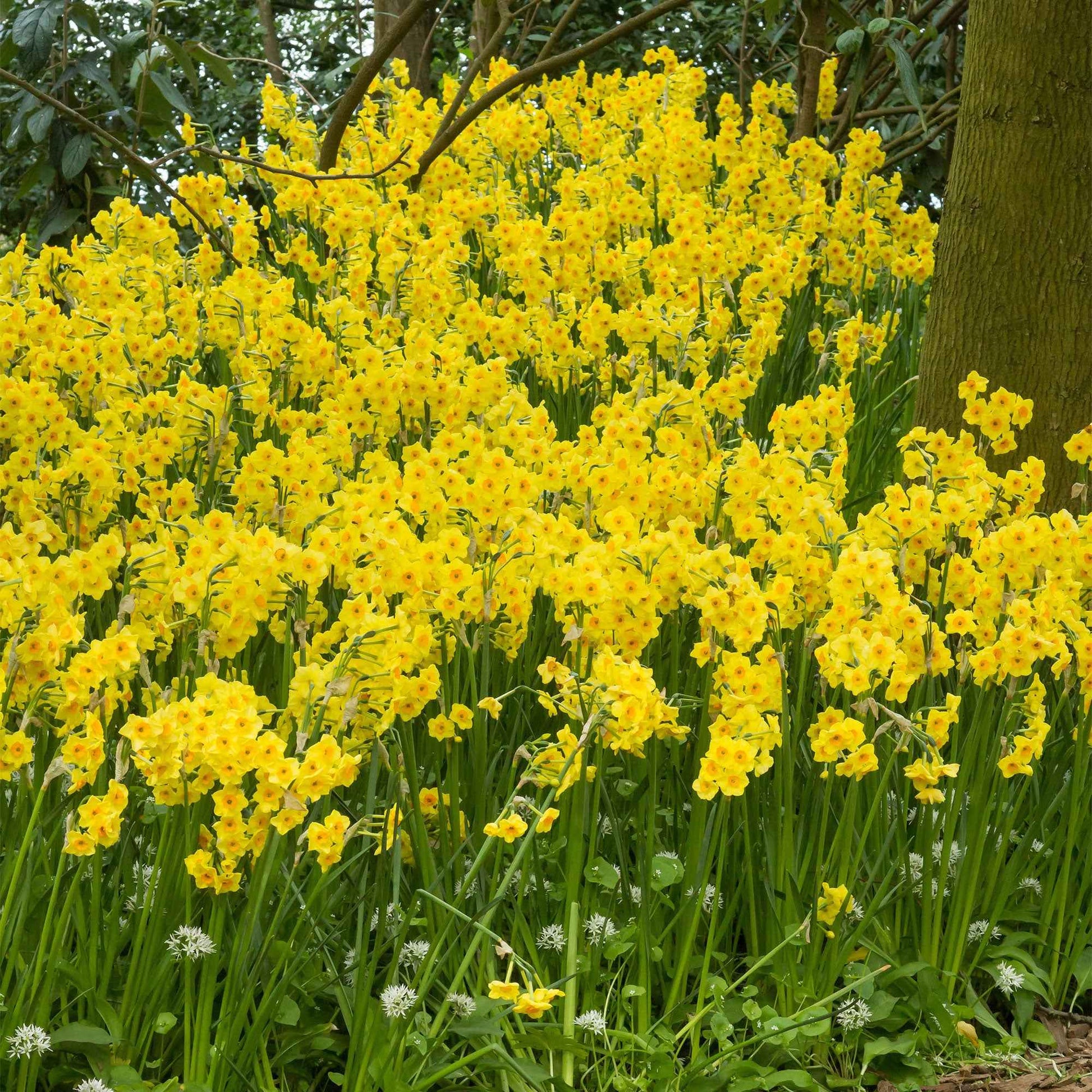 40x Narcis Narcissus 'Martinette' kleinbloemig geel - Alle populaire bloembollen