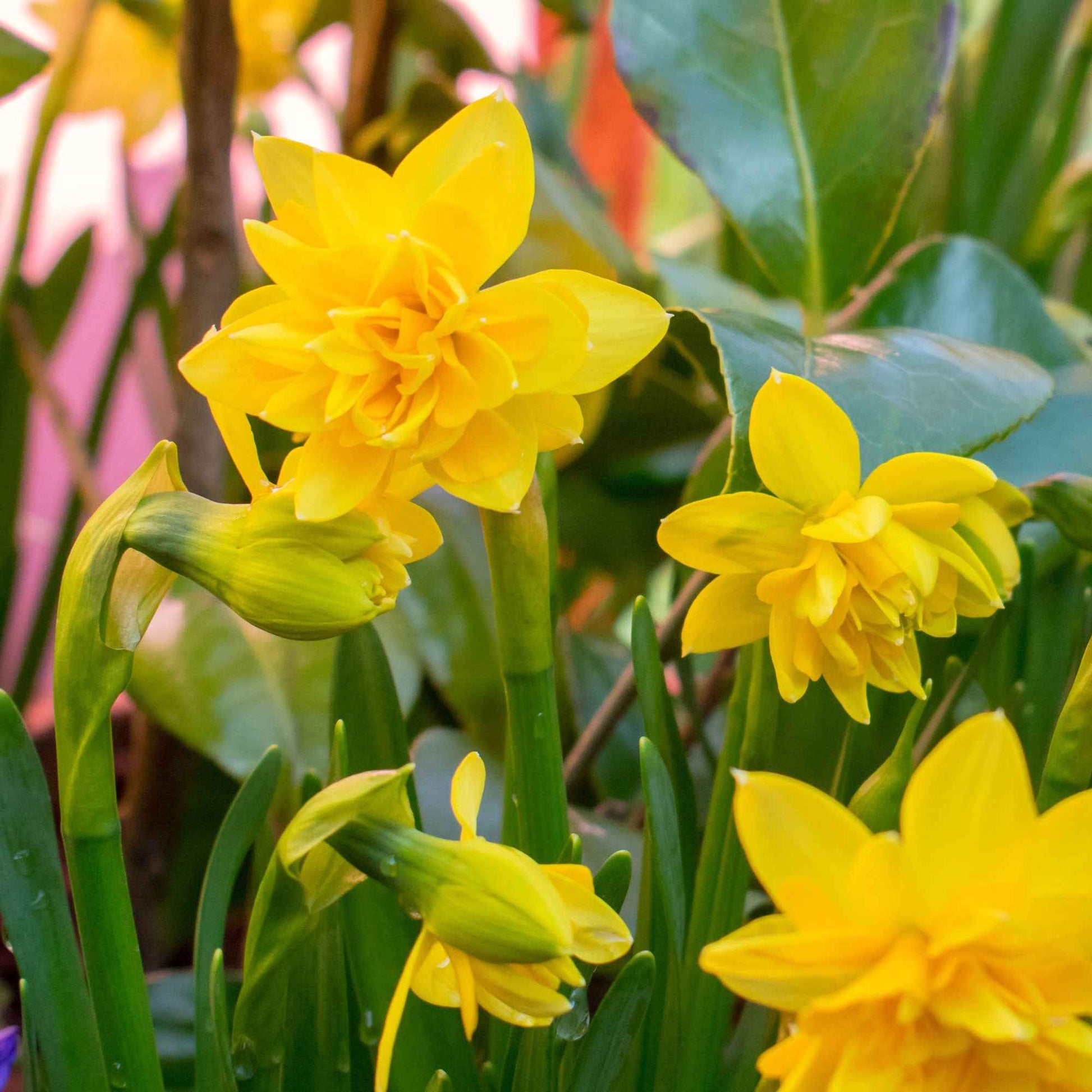 25x Narcis Narcissus 'Tete Boucle' dubbelbloemig geel - Alle bloembollen