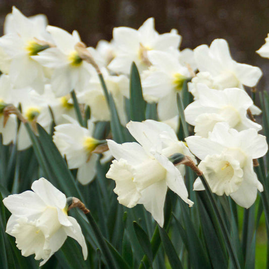 15x Narcis Narcissus 'Mount Hood' wit - Alle bloembollen