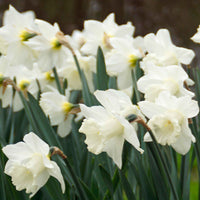 15x Narcis Narcissus 'Mount Hood' wit - Bloembollen