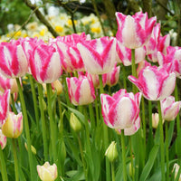 18x Tulp Tulipa 'Del Piero' wit-roze - Alle populaire bloembollen