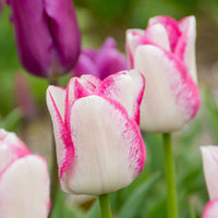 18x Tulp Tulipa 'Del Piero' wit-roze - Alle bloembollen