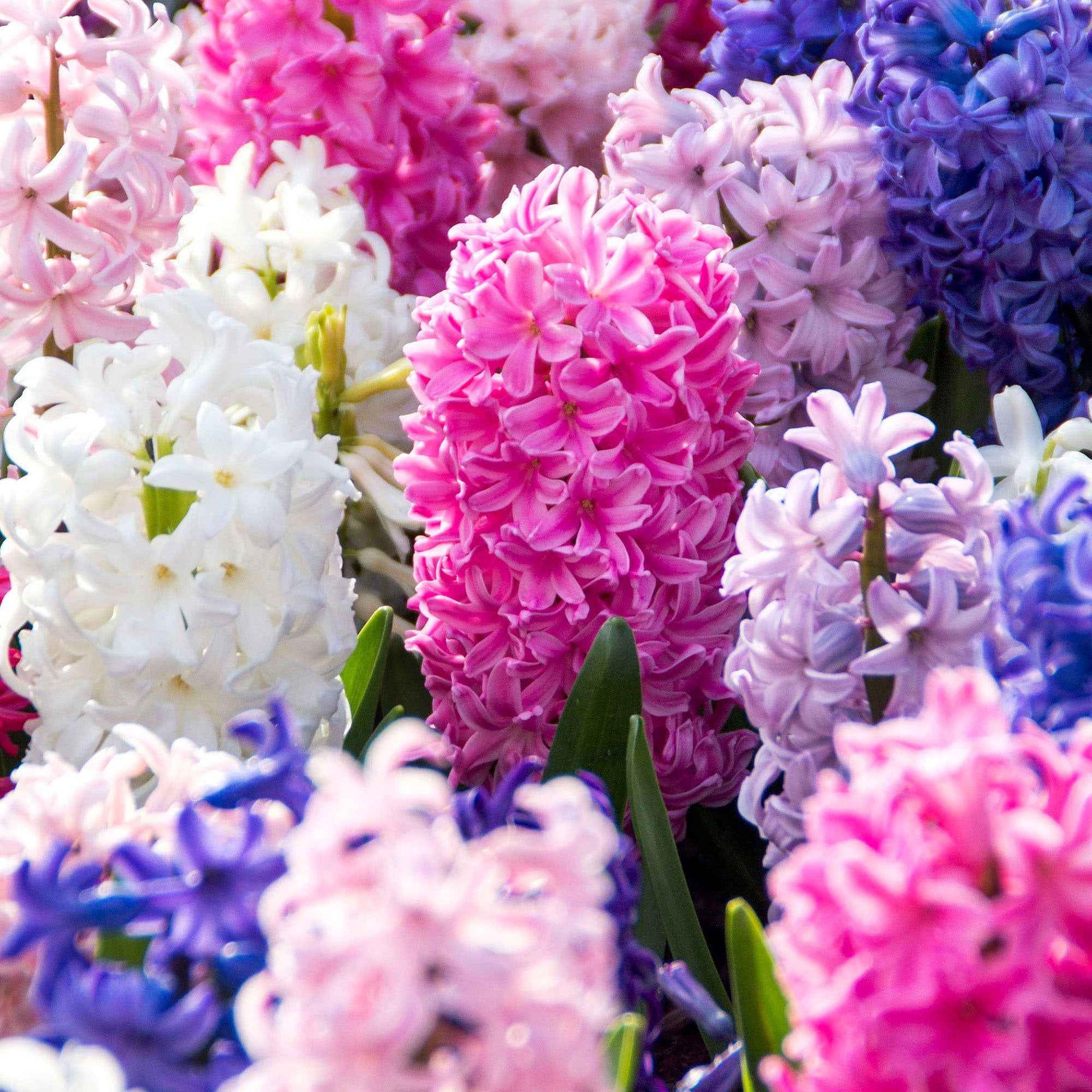5 Hyacint 'Colorful Temptation'  Gemengde kleuren - Alle populaire bloembollen