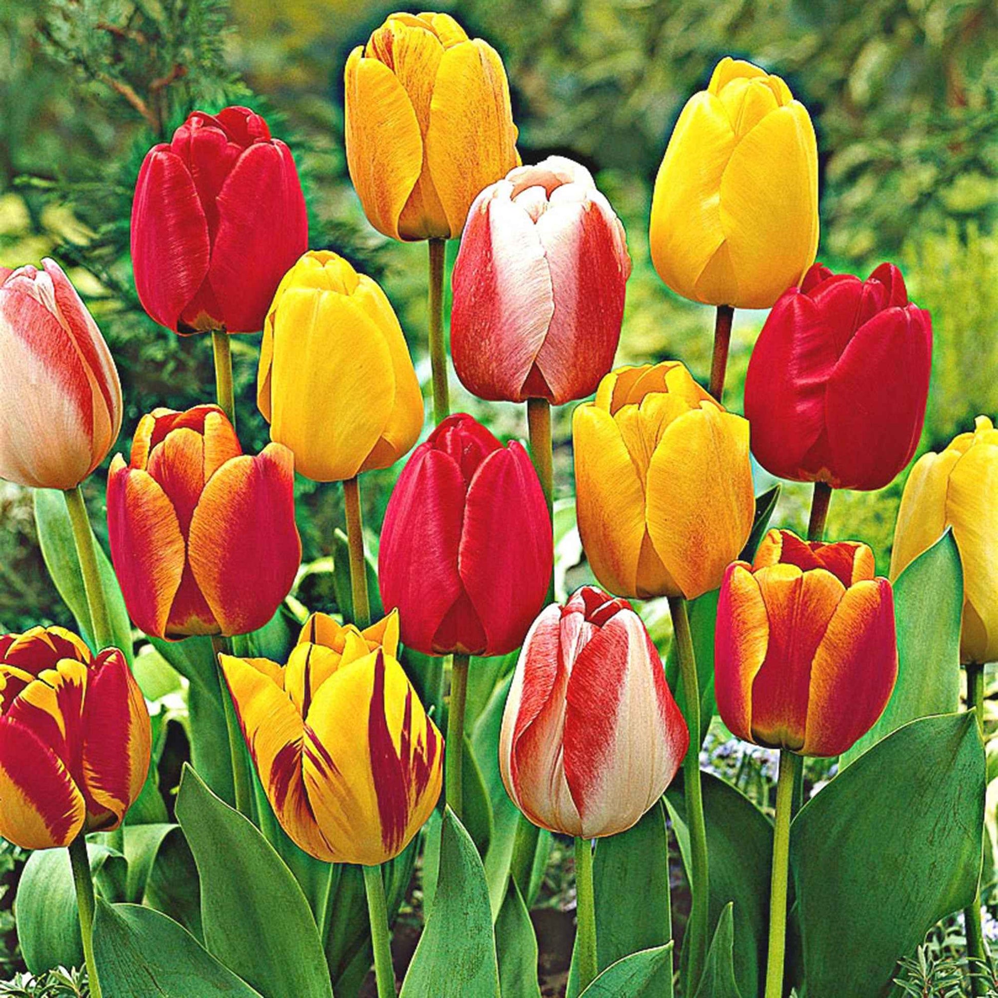 8x Tulpen en narcissen - Mix 'Adagio'  Gemengde kleuren - Bio - Alle bloembollen