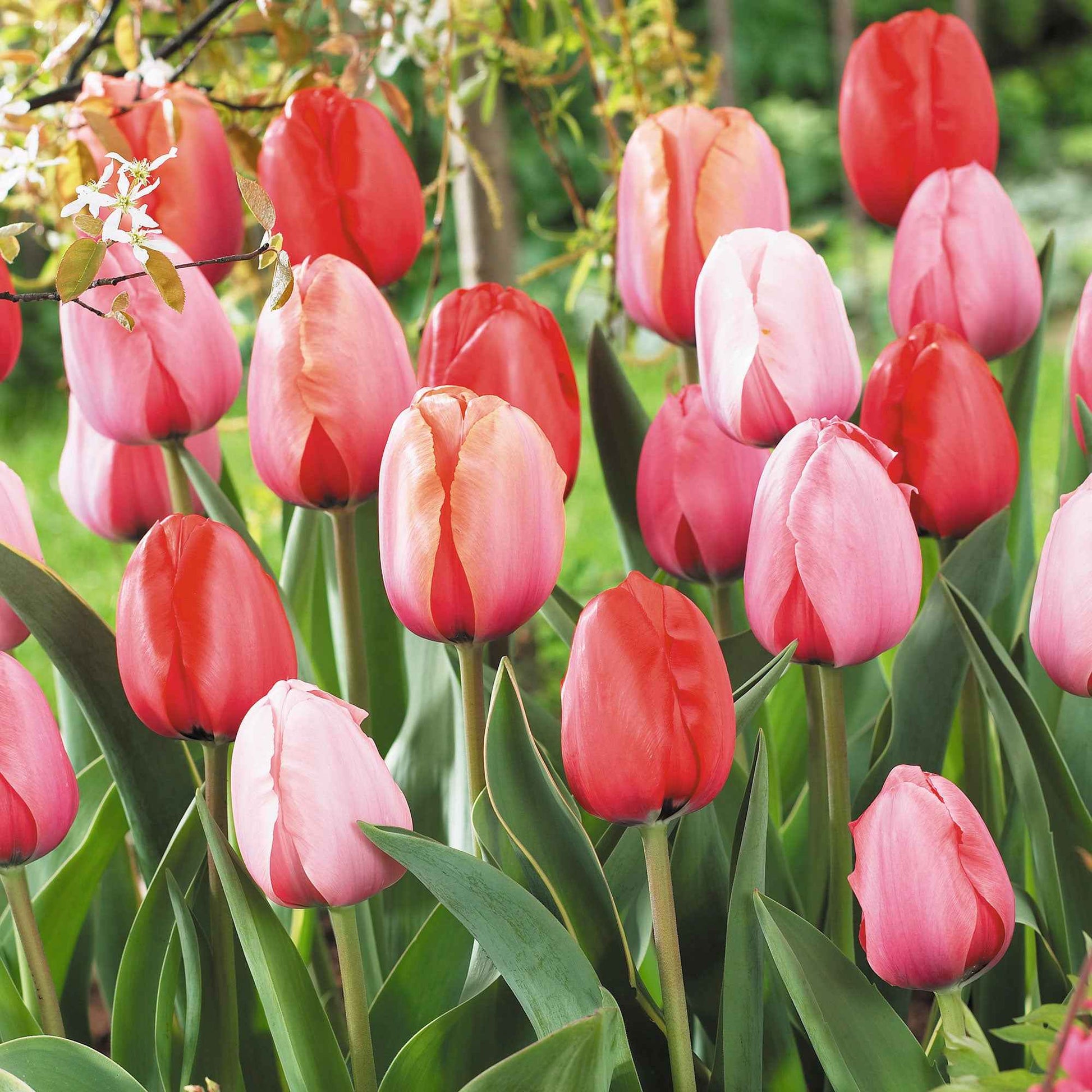 8x Tulp Tulipa - Mix 'Impression'  - Bio - Alle populaire bloembollen