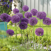 6x Sierui Allium 'Purple Sensation' Paars - Bio - Alle bloembollen