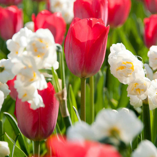 10x Tulpen en narcissen - Mix 'Summer Colors' Biologisch - Alle bloembollen