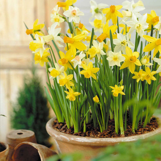 12x Narcis Narcissus - Mix 'Botanical'  - Bio - Alle bloembollen